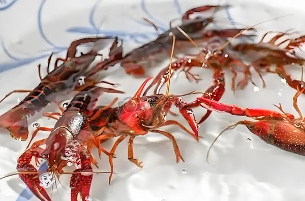 小龍蝦工廠化循環(huán)水養(yǎng)殖的要點分析